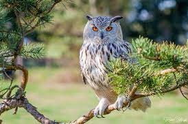 Wisdom and Love: A&nbsp;Partnership