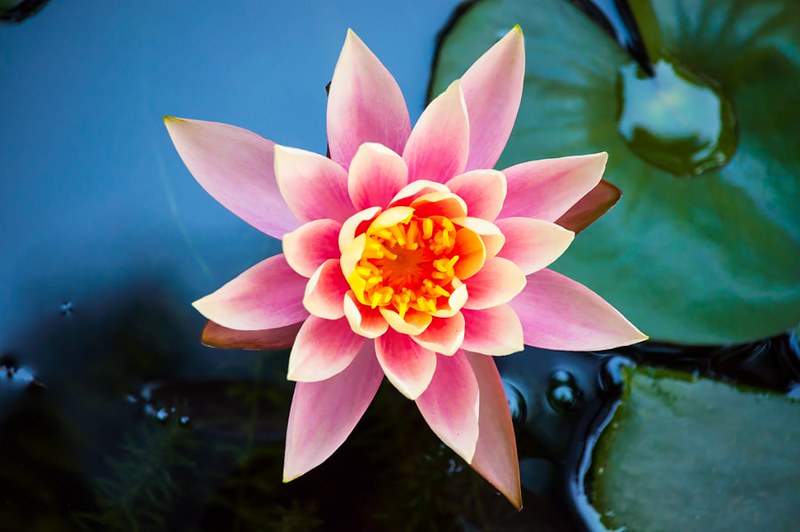 Three images of&nbsp;Beauty