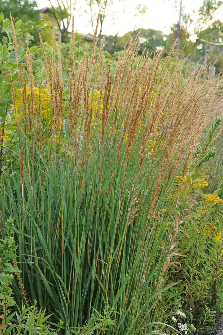 The Honorable Harvest: Embracing Indigenous&nbsp;Wisdom