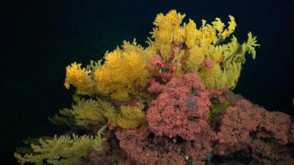 Climate Digest #1: Coral Reefs